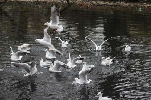 White Ducks Lake Winter