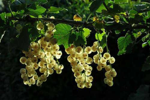 White Currant Fruits Berries Currants