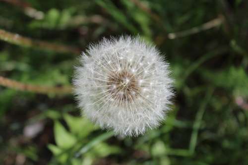 White Dandelion Meadow Summer Flower Seeds Grass