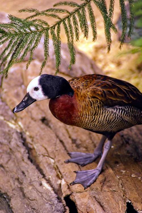 White-Faced Whistling Duck Duck Bird Wildlife