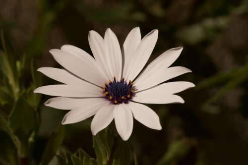 White Flower Flower Flower Petals