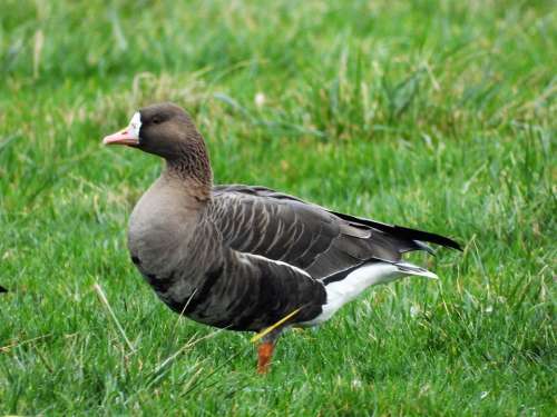 White-Fronted Geese Anatidae Anserinae