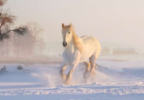 White Horse Winter Snow December Snowfall Nature