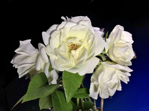 White Roses White Petals White Petals Flower Rosa