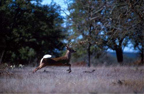 White Tailed Deer Wild Running Brown Mammal Forest