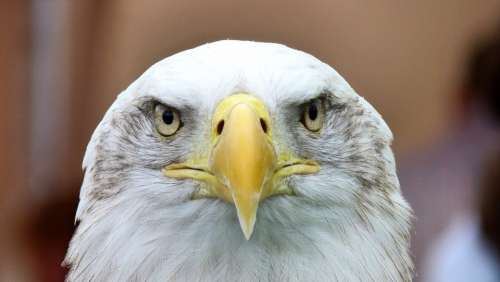 White Tailed Eagle Adler Bald Eagle Close Up Bill
