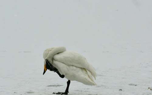 Whooper Swan Winter Snow Yoga