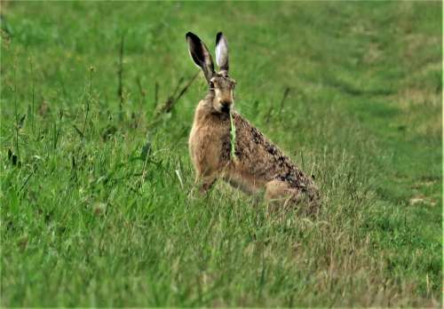Wild Animals Rabbit Grass Green