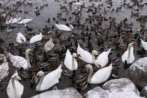 Wild Birds Ducks Swans Water Expensive Wildlife