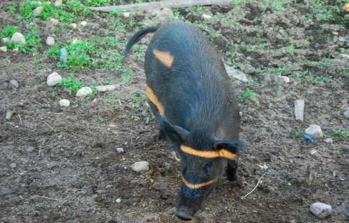 Wild Boar Animal Bacon Pig Wildlife Dirty Length