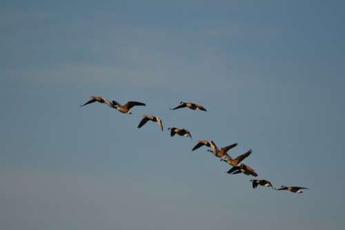 Wild Geese Nature Flock Of Birds Migratory Birds