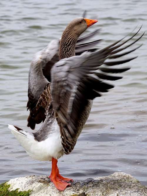 Wild Goose Bird Water Bird Poultry Migratory Birds