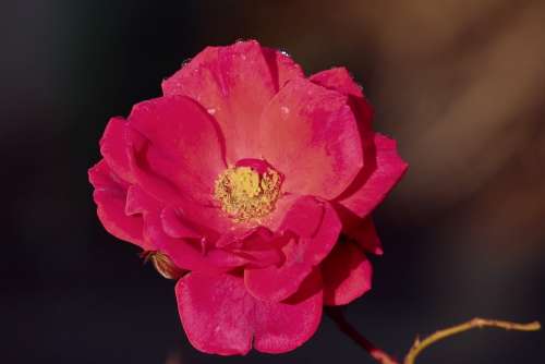 Wild Rose Red Pink Blossom Bloom Detail Nature