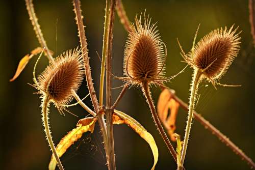 Wild Teasel Plant Seed Head Herbaceous Biennial