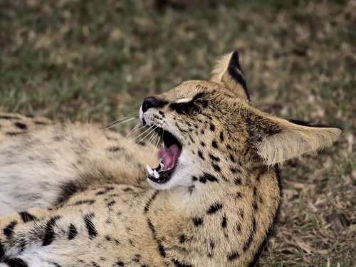 Wildcat Dangerous Teeth Africa Predator Scary