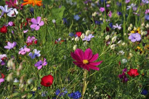 Wildflowers Meadow Grass Plants Nature Flowering