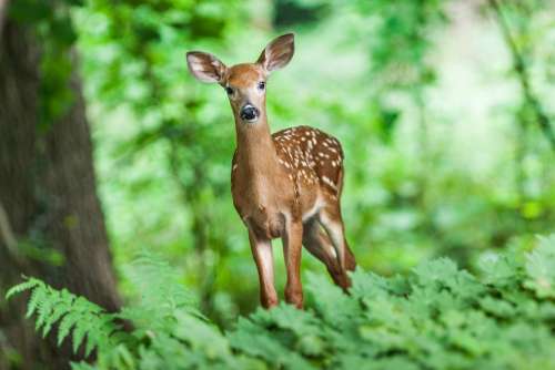 Wildlife Deer Mammal Young Animal Wild Forest