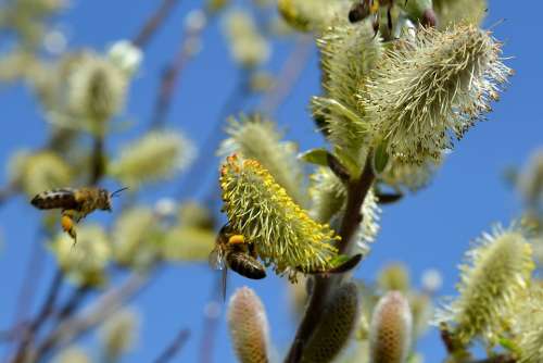 Willow Catkin Spring Bees Pasture Pollen Insect
