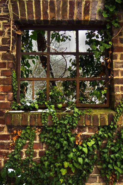 Window Ivy Facade Climber Plant Wall Hauswand