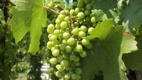 Wine Grapevine Viticulture The Grapes Foliage