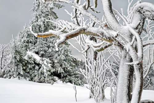 Winter White Cold Snow Snow Magic Tree