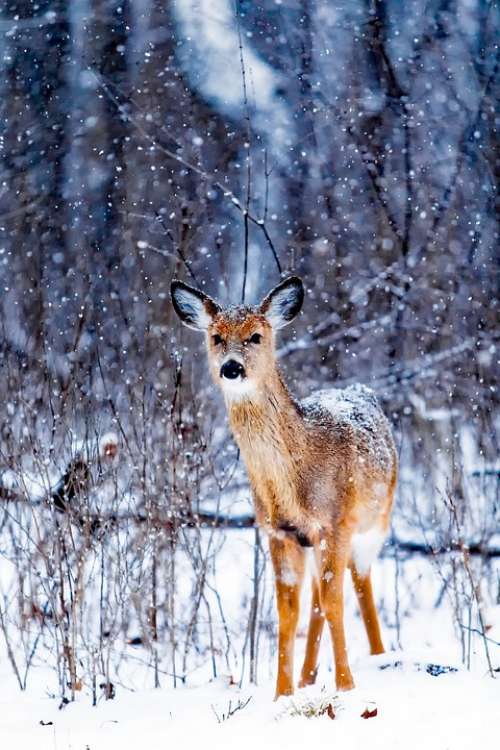 Winter Snow Deer Animal Wildlife Nature Outdoors