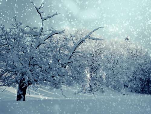 Winter Wintry Snow Snowy Snowfall Trees