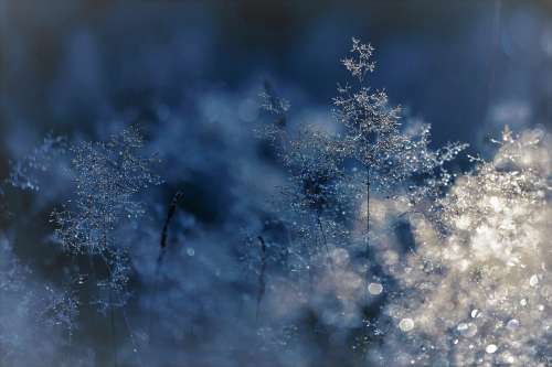 Winter Cold Grasses Blue Frost Shrub