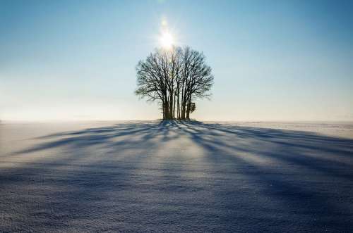 Winter Landscape Tree Lonely Shadow Sunset Day