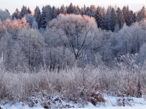 Winter Forest Nature Trees Snow Landscape