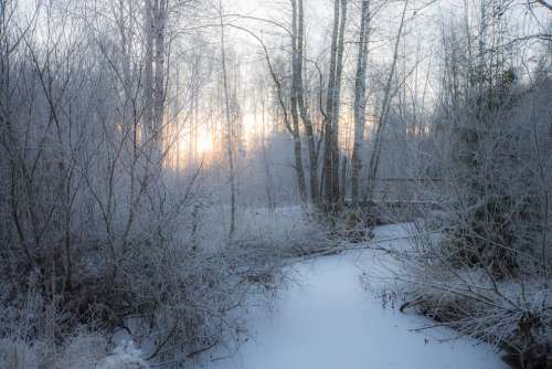 Winter Snow Frost Forest Cold Ice Nature Frozen