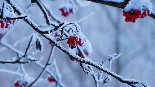 Winter Transilvania Nature Red Berries