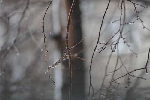 Winter Forest Branch Snow