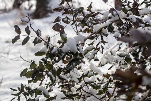 Winter Snow The Bushes Frost Foliage Branches