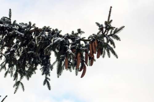 Winter Snow Frost Tree Spruce Holidays Cones