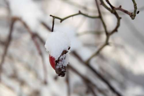Winter Snow Frost Rose Snow Fruit Snow Bud