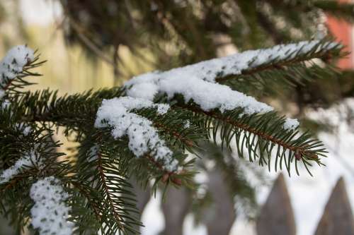 Winter Snow Frost Tree Spruce Holidays