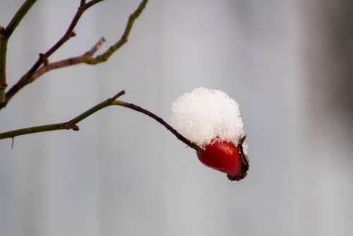 Winter Frost Snow Sprig Rose Fruit Snow Fruit