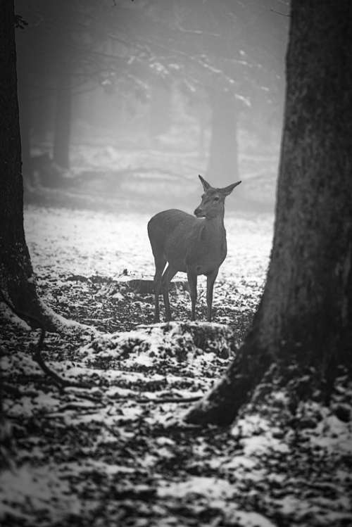 Winter Forest Roe Deer Fog Cold