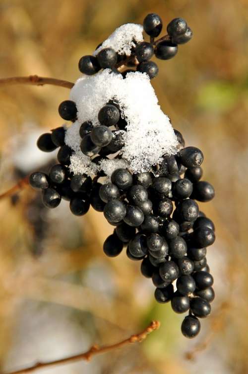Winter Black Grapes Branch Snow