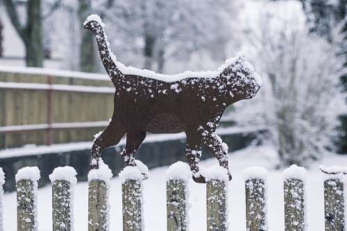 Winter Cat Snow Cold Snowing Wintry Kitten Snowy