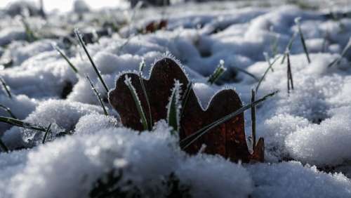 Winter Leaf Frost Frozen Nature Cold Crystal