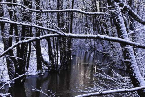 Winter Winter Forest Reflection Forest Snow Nature