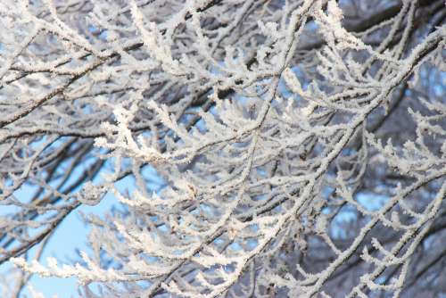 Winter Ice Nature Crystals Cold Branches