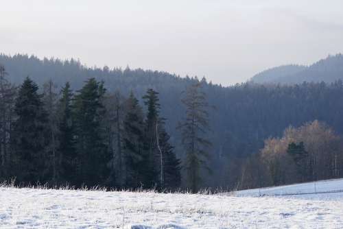 Winter Black Forest Cold Nature Wintry Snowy