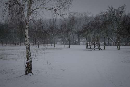 Winter Tree Snow Cold Nature White Dark Fog