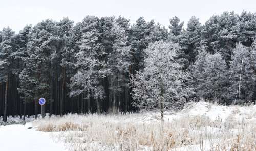 Winter Snow Forest Snowy Forest Wintry Forest