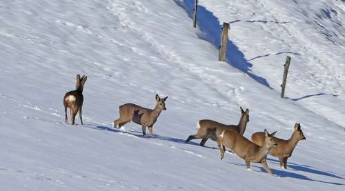 Winter Landscape Red Deer Deer Snow Fence Piles