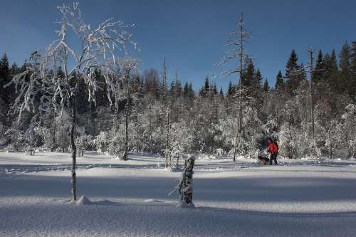 Winter Snow Dog Cold Landscape Østmarka Norway