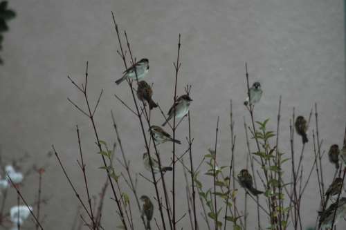 Winter Snow Yard Birds